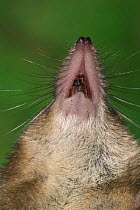 Close up of head of Shrew (Sorex sp), showing nose, whiskers and teeth, Belgium
