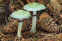 Verdigris toadstools {Stropharia aeruginosa} Belgium