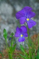 Viola flower {Viola calcarata} Gran Paradiso NP, Alps, Italy