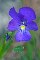 Viola flower {Viola calcarata} Gran Paradiso NP, Alps, Italy