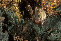 Wood mouse {Apodemus sylvaticus} captive, Luxembourg
