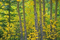 Balsam poplar / Black cottonwood trees {Populus balsamifera} in autumn colours, Denali NP, Alaska, USA