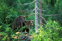 European brown bears {Ursus arctos} mating in forest, Bavaria, Germany, captive.