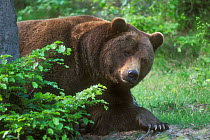European brown bear {Ursus arctos} in forest, Bavaria, Germany, captive.