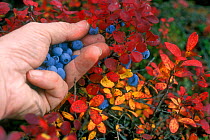 Picking Bog blueberries / Bilberries {Vaccinium uliginosum} by hand, Denali NP, Alaska, USA.