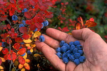 Picking Bog blueberries / bilberries {Vaccinium uliginosum} by hand, Denali NP, Alaska, USA.