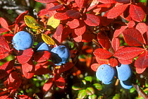 Bog blueberries / Bilberries {Vaccinium uliginosum}  Denali NP, Alaska, USA.