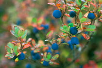 Bog blueberries / bilberries {Vaccinium uliginosum} Denali NP, Alaska, USA.