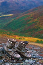 Hiking boots drying out in tundra, Denali NP, Alaska, USA.