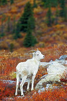 Dall sheep ewe {Ovis dalli} Denali NP, Alaska, USA