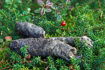 Regurgitated Great horned owl pellets on taiga forest floor {Bubo virginianus} Denali NP, Alaska, USA.