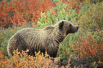 Grizzly bear {Ursus arctos horribilis} on the tundra, Denali NP, Alaska, USA