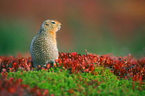 Arctic / Parry's ground squirrel {Spermophilus parryii} on tundra in autumn. Denali NP, Alaska, USA