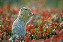 Arctic / Parry's ground squirrel {Spermophilus parryii} feeding on tundra in autumn. Denali NP, Alaska, USA