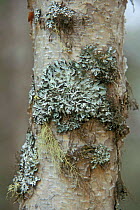 Bark of Paper birch tree {Betula papyrifera} with Hooded lichen {Physcia adscendens} Denali NP, Alaska, USA.