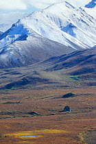 Kettle pond and erratic boulder (glacial features) on tundra, Denali NP, Alaska, USA