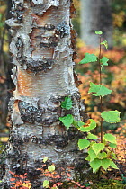 Close up of trunk of Paper / White birch tree {Betula papyrifera} Denali NP, Alaska, USA.