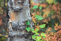 Close up of trunk of Paper / White birch tree {Betula papyrifera} Denali NP, Alaska, USA.