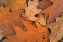 Fallen Northern red oak leaves {Quercus rubra} on  forest floor in autumn, Belgium