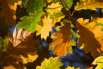 Northern red oak leaves {Quercus rubra} in autumn, Belgium