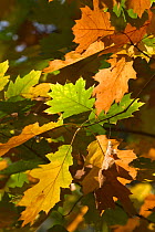 Northern red oak leaves {Quercus rubra} in autumn, Belgium
