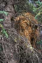 North american red squirrel's nest / drey {Tamiasciurus hudsonicus} in White spruce tree, Denali NP, Alaska, USA