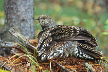 Spruce grouse {Falcipennis canadensis} dust bathing in taiga forest, Denali NP, Alaska, USA