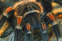 Close up of legs of Mexican red-knee tarantula {Brachypelma smithi} captive, central america