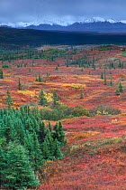 Tundra landscape in autumn colours with white spruce trees, Denali NP, Alaska, USA.