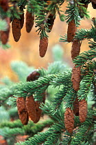 White spruce {Picea glauca} cones in taiga forest, Denali NP, Alaska, USA.