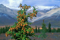 White spruce {Picea glauca} covered in cones in taiga forest, Denali NP, Alaska, USA.