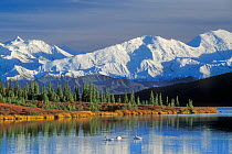 The Alaska Range and Wonder Lake with Tundra swans {Cygnus columbianus} Denali NP, Alaska, USA.
