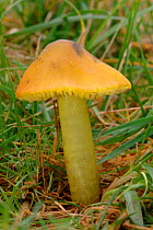 Conical Waxcap toadstool {Hygrocybe conica} Ashton Court, Bristol, UK.