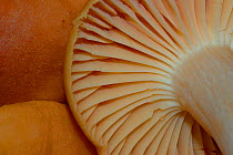 Meadow Wax Cap {Hygrocybe pratensis} close-up of gills, Ashton Court, Bristol, UK.