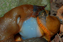Black slugs mating {Arion ater} UK
