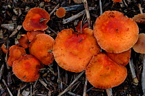 Toadstools {Stropharia aurantiaca} growing in wood chips, Somerset, UK.