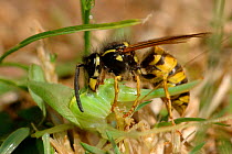 Common Wasp {Vespula vulgaris} eating a cricket,  Bristol, UK.