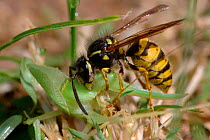 Common Wasp {Vespula vulgaris} eating a cricket,  Bristol, UK.