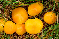 Yellow wax cap, probably {Hygrocybe chlorophana} in grassland, Ashton Court, Bristol, UK