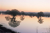 Oaks trees {Quercus robur} silhouetted in flood water, Powick Hams, Worcestershire, UK.