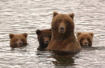 Grizzly bear (Ursus arctos horribilis) female with cubs on alert, Brooks River, Katmai National Park, Alaska, USA