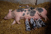 Domestic pig suckling piglets {Sus scrofa domestica} France
