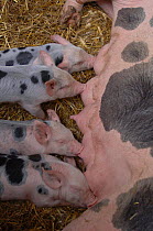 Domestic pig suckling piglets {Sus scrofa domestica} France