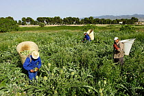 Farm workers picking artichokes {Cynara} Spain