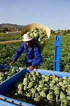 Farm worker picking Artichokes {Cynara} Spain