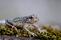 Iberian Midwife toad {Alytes cisternasii} Spain