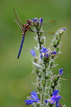 Keeled skimmer dragonfly {Orthetrum coerulescens} perching on meadow plant, Spain.