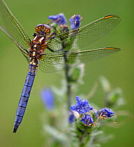 Keeled skimmer dragonfly {Orthetrum coerulescens} close-up perching on meadow plant, Spain.
