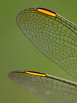 Keeled skimmer dragonfly {Orthetrum coerulescens} close-up of wings, Spain.