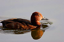 Male Ferruginous duck {Aythya nyroca}Spain